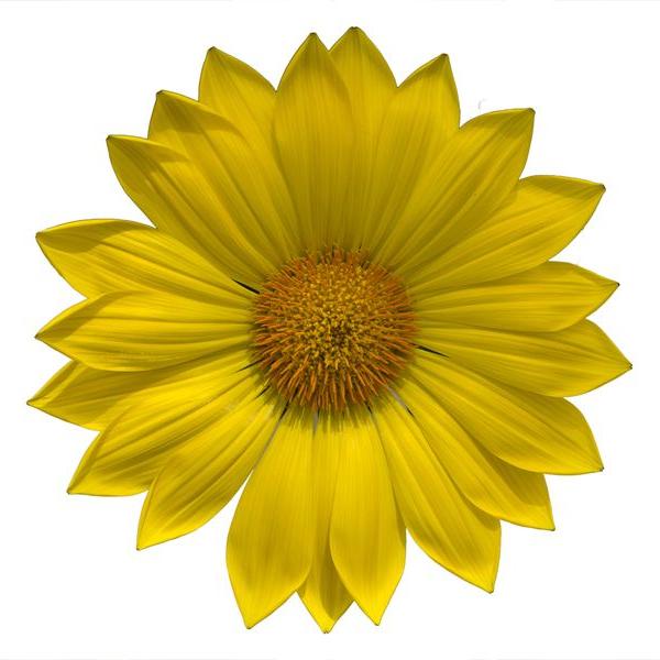 Насіння газанії Енорма жовта (yellow) /20 насінин/ *Hem Genetics*