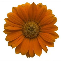 Газания Енорма оранжевая (orange) /20 семян/ *Hem Genetics*