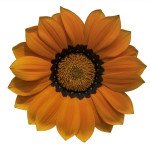 Газания Енорма орандж ринг (orange ring) /20 семян/ *Hem Genetics*