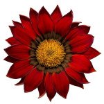 Газанія Енорма ред рінг (red ring) /20 насінин/ *Hem Genetics*