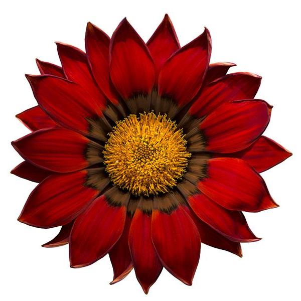 Семена газании Енорма ред ринг (red ring) /20 семян/ *Hem Genetics*