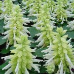 Сальвия Редди белая (white) /50 семян/ *Hem Genetics*