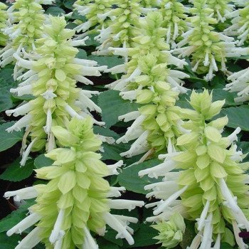 Сальвия Редди белая (white) /50 семян/ *Hem Genetics*