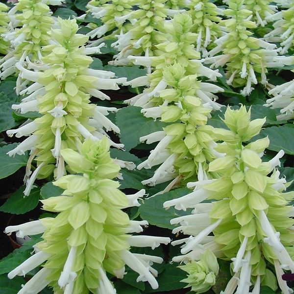 Насіння сальвії Редді біла (white) /50 насінин/ *Hem Genetics*