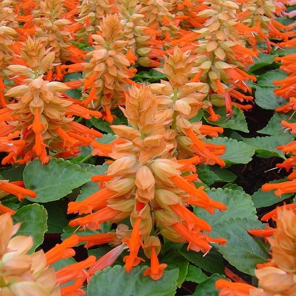 Насіння сальвії Редді салмон (salmon) /50 насінин/ *Hem Genetics*