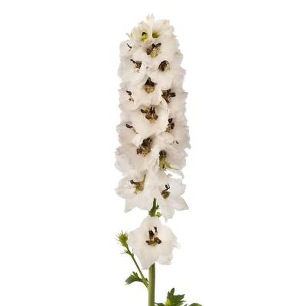 Семена дельфиниума Дельфина белый с черным глазком (white black bee) /10 семян/ *Syngenta*