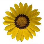 Газания Енорма елов ринг (yellow ring) /20 семян/ *Hem Genetics*