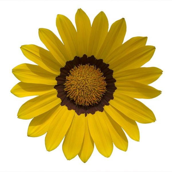 Семена газании Енорма елов ринг (yellow ring) /20 семян/ *Hem Genetics*