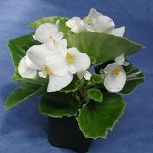 Семена бегонии Оломоуц F1 /100 семян (драже)/ *Cerny*