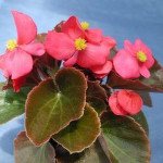 Бегонія Ореб F1 /100 насінин (драже)/ *Cerny*