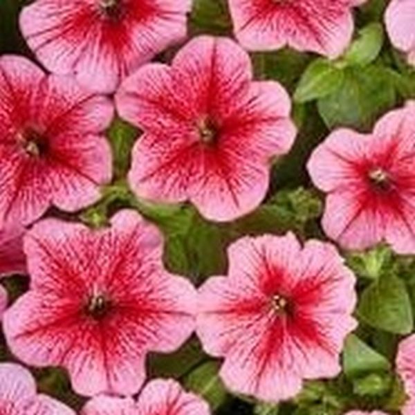 Семена петунии Карлик F1 красная с прожилками /50 семян (драже)/ *Cerny*