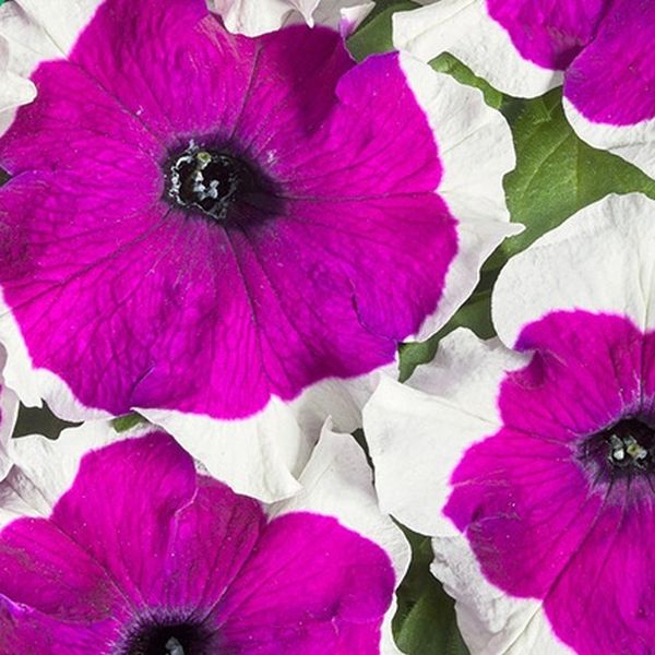 Семена петунии Мистрал F1 пикоти бургунди (picotee burgundy) /50 семян (драже)/ *Cerny*