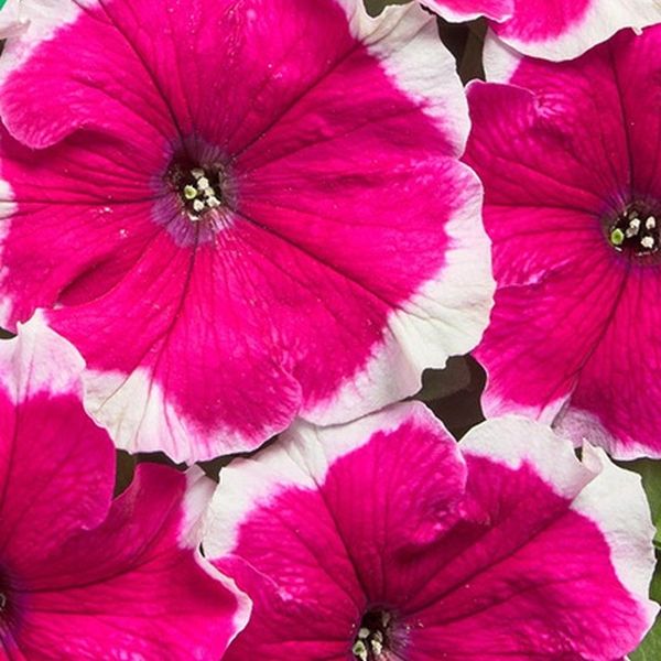 Насіння петунії Містрал F1 пікоті рожева (picotee rose) /50 насінин (драже)/ *Cerny*
