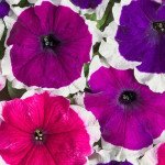 Петунія Містрал F1 пікоті суміш (picotee mix) /50 насінин (драже)/ *Cerny*