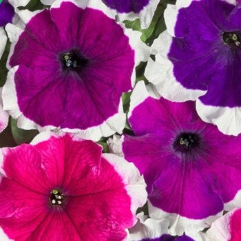 Петуния Мистрал F1 пикоти смесь (picotee mix) /50 семян (драже)/ *Cerny*