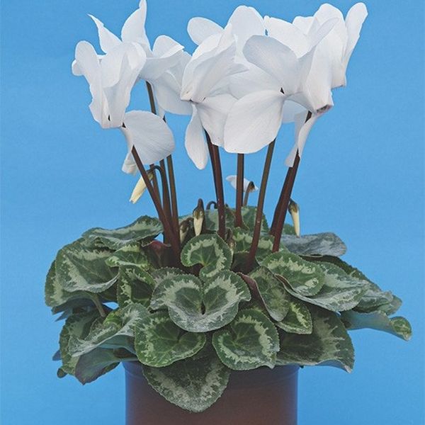 Семена цикламена Белый /10 семян/ *Cerny*