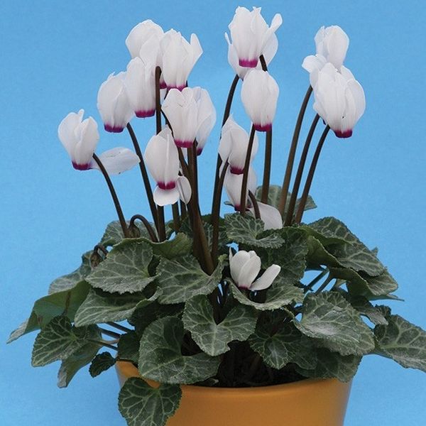 Семена цикламена Аннели /10 семян/ *Cerny*