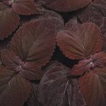 Колеус Преміум Сан дарк чоколет (dark chocolate) /5 насінин/ *Pan American*