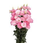 Еустома Маріачі F1 місті пінк (misty pink) /20 насінин/ *Sakata*