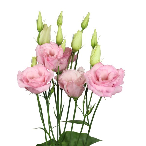 Семена эустомы Мариачи F1 пинк лайт (pink light) /20 семян/ *Sakata*