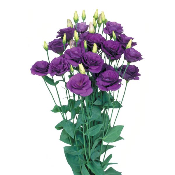 Насіння еустоми Маріачі F1 синя (blue) /20 насінин/ *Sakata*