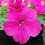 Петуния Лимбо F1 роуз (rose) /50 семян/ *Hem Genetics*