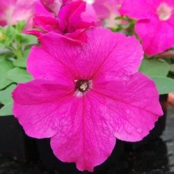 Петунія Лімбо F1 роуз (rose) /50 насінин/ *Hem Genetics*