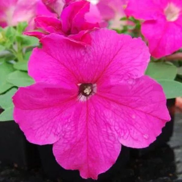 Насіння петунії Лімбо F1 роуз (rose) /50 насінин/ *Hem Genetics*