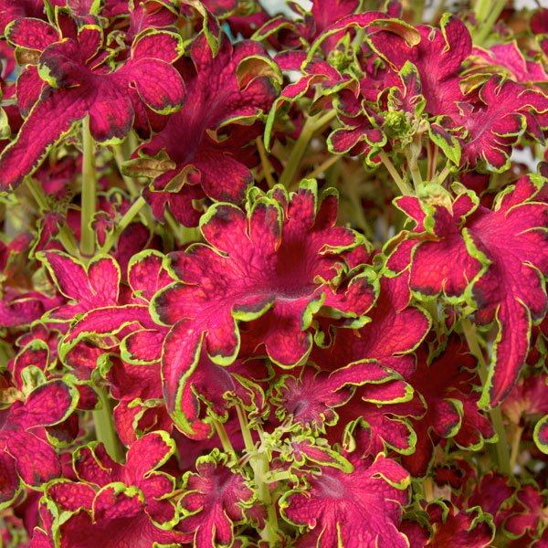 Семена колеуса Колоча F1 роуз (rose) /20 семян/ *Cerny*