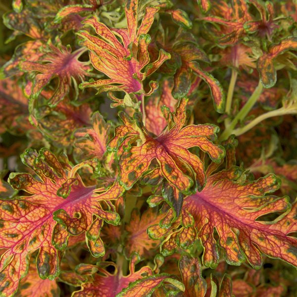 Семена колеуса Колоча F1 скарлет (scarlet) /20 семян/ *Cerny*