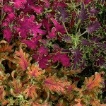 Колеус Колоча F1 микс (mix) /20 семян/ *Cerny*