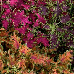 Колеус Колоча F1 мікс (mix) /20 насінин/ *Cerny*