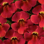 Мімулюс Медіус F1 кармінно-червоний (crimson red) /50 насінин/ *Cerny*