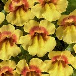 Мимулюс Медиус F1 жeлтый биколор (yellow bicolour) /50 семян/ *Cerny*