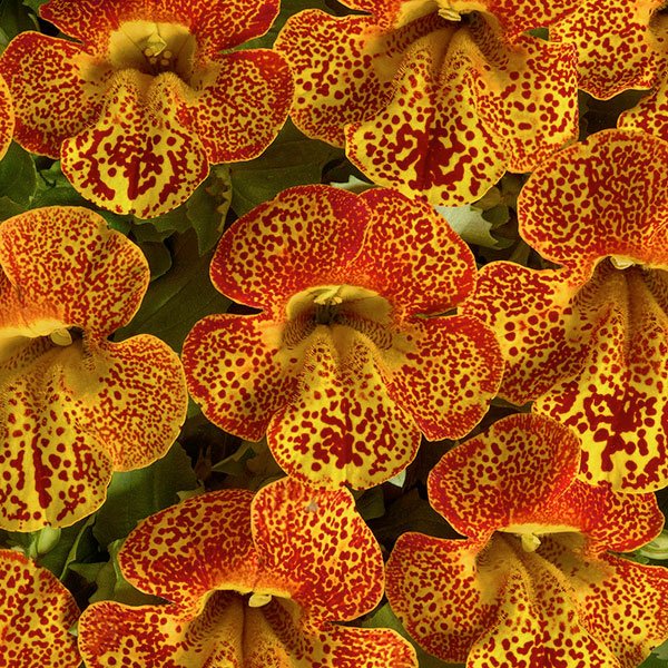 Семена мимулюса Медиус F1 огненно-желтый (yellow flame) /50 семян/ *Cerny*