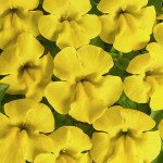 Мимулюс Медиус F1 желтый (yellow) /50 семян/ *Cerny*