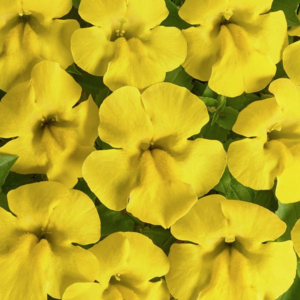 Семена мимулюса Медиус F1 желтый (yellow) /50 семян/ *Cerny*