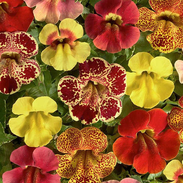 Насіння мімулюса Медіус F1 мікс (mix) /50 насінин/ *Cerny*