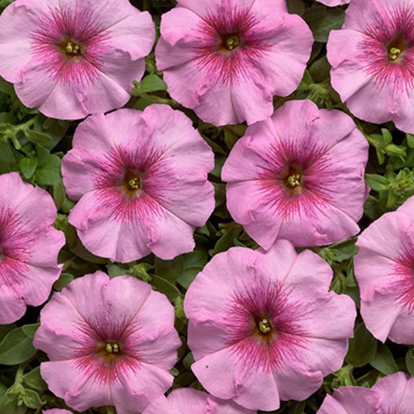 Семена петунии Гало F1 орхид (orchid) /50 семян/ *Cerny*