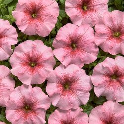 Петуния Гало F1 салмон (salmon) /50 семян/ *Cerny*