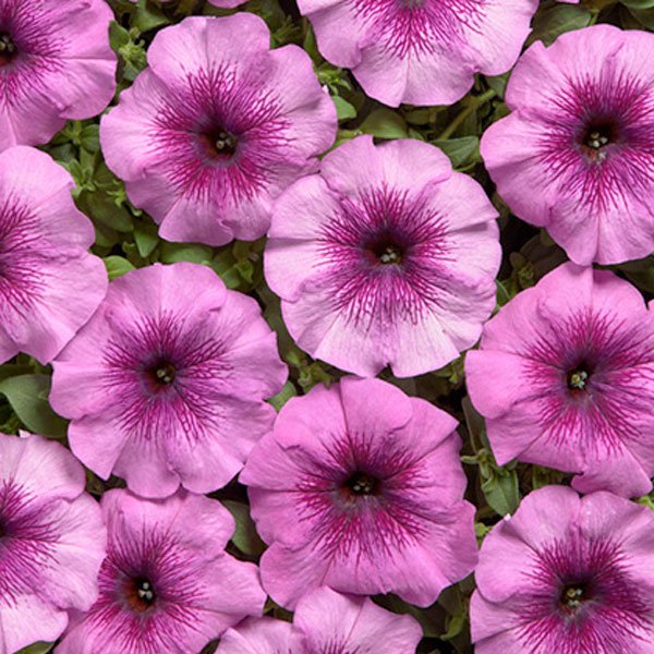 Семена петунии Гало F1 лайт парпл (light purple) /50 семян/ *Cerny*