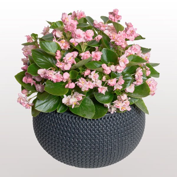 Насіння Бегонії Фея F1 світло-рожева (pink) /50 насінин (драже)/ *Cerny*