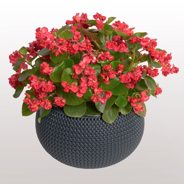 Насіння Бегонії Фея F1 червона (red) /50 насінин (драже)/ *Cerny*