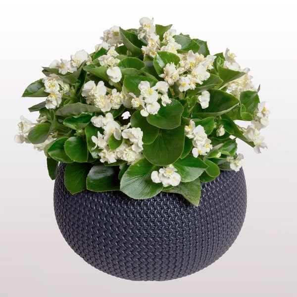 Семена Бегонии Фея F1 белая (white) /50 семян (драже)/ *Cerny*