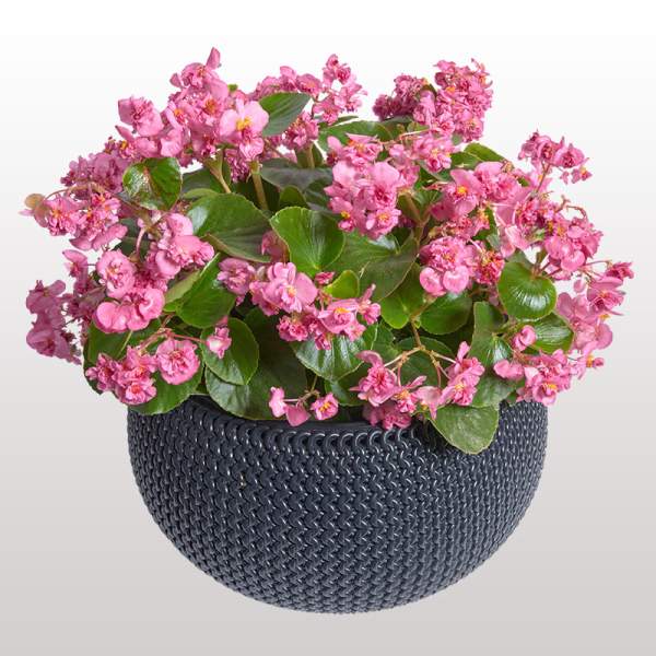 Насіння Бегонії Фея F1 рожева (rose) /50 насінин (драже)/ *Cerny*