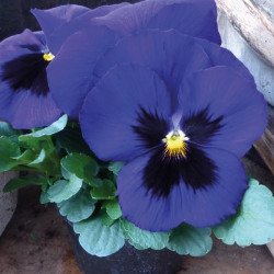 Віола Трампет S1 блакитна суміш /40 насінин/ *Hem Genetics*