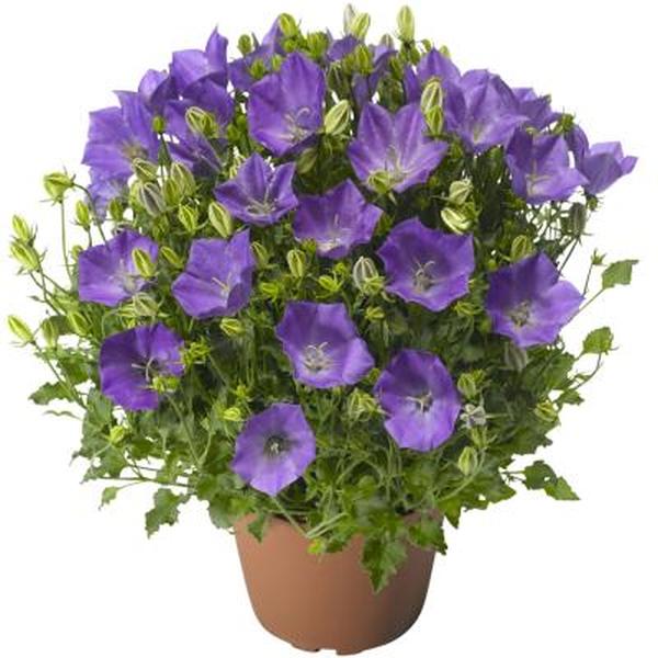 Насіння Дзвоник Карпатіка Перл /50 насінин/ *Hem Genetics*