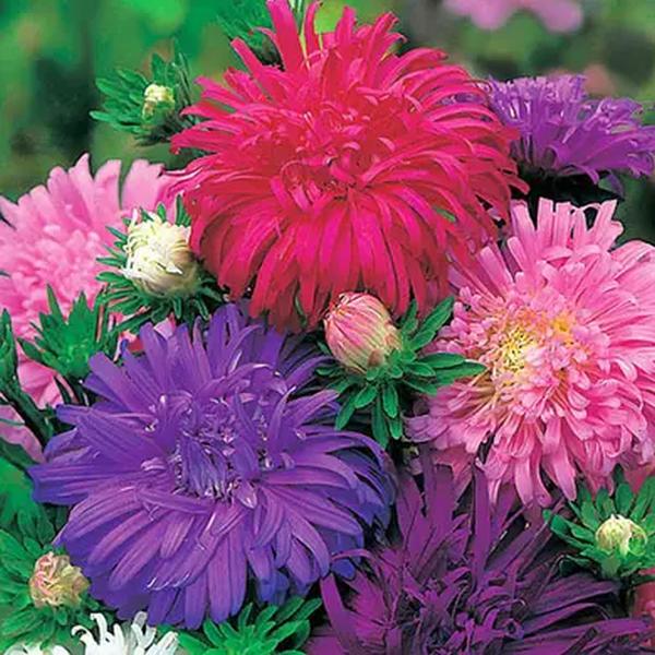 Насіння айстри Тисяча Чудес суміш /5 г/ *Hem Zaden*