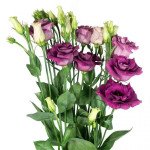 Эустома Розита F1 пурпурно-розовая (purple rose) /10 семян/ *Sakata*