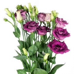 Эустома Розита F1 пурпурно-розовая (purple rose) /10 семян/ *Sakata*